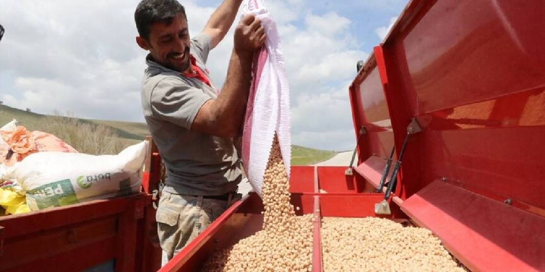 Yağışlar çiftçiyi umutlandırdı: Nohutta rekolte beklentisi arttı 1